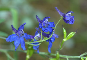 2009-05-11_30  Larkspur Detail Cropped TN.jpg - 28249 Bytes